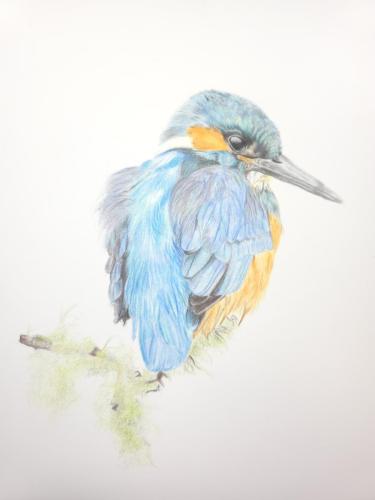 Kingfisher by Anna-Marie Tremain-Jones