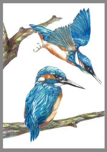 Kingfisher by Pam Rees