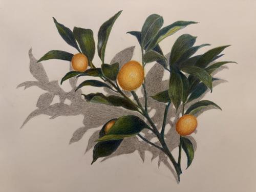 Kumquat by Leith Talamo