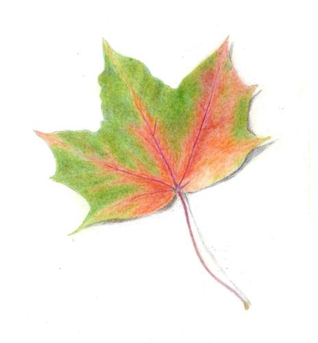 Sycamore Leaf by Sarah Longrigg