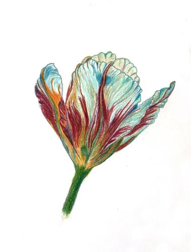 Tulip by Carol Taylor Reid